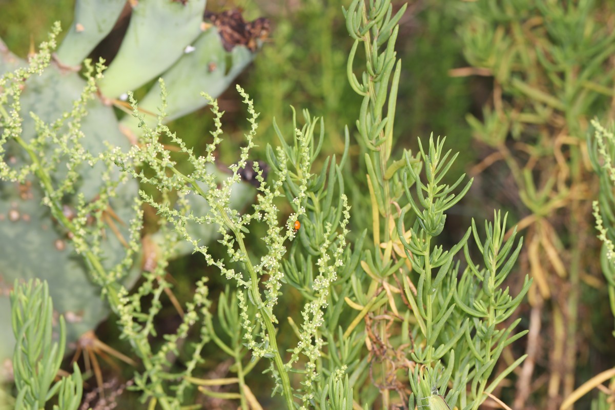 Suaeda maritima (L.) Dumort.